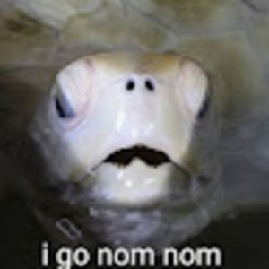 Meet your Posher, Ambar